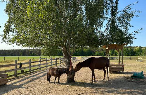 Urlaub auf dem Land - Foto 19