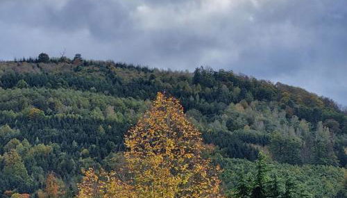 Ferienwohnung Waldblick - Foto 3