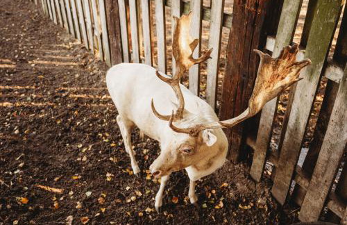 Apartament z wanną wolnostojącą - Foto 23