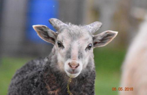 Ostseebauernhof Schönhagen - Foto 28