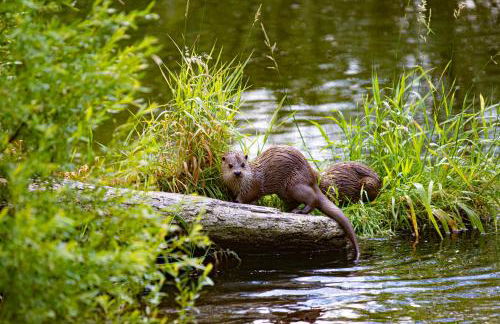 Paddler's Lane Retreat - Foto 59