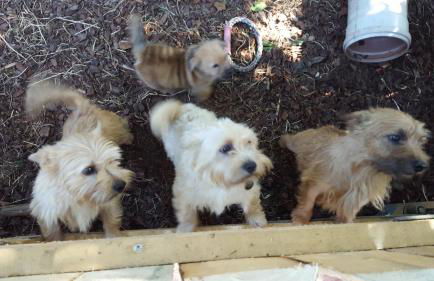 Reiterhof vom Litzlbach - Foto 46