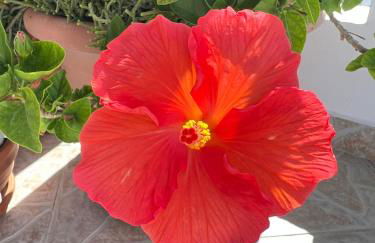 VERADA HOUSE - Foto 9