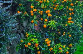 Agriturismo La Marginella - Photo 63