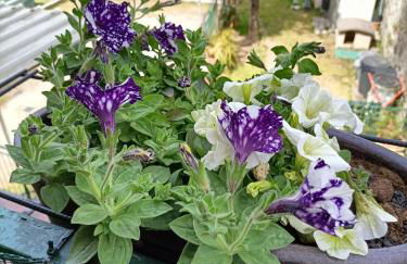 Da Ange e Bru - Foto 15