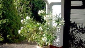 Ellis Garden - Foto 2