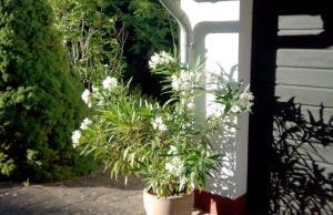 Ellis Garden - Foto 2