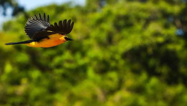 Aves tropicales del canal do Jari
