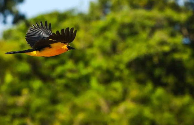 Tour por el canal do Jari - Foto 2