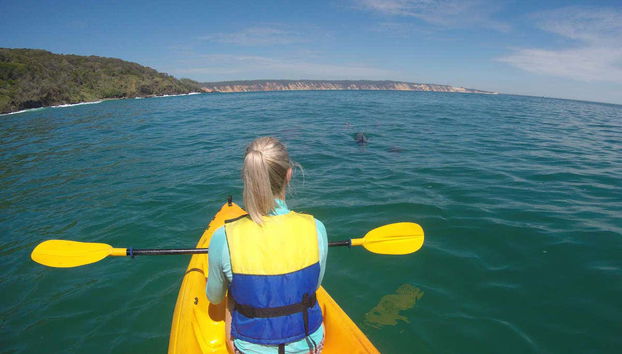 Dolphin View Kayak Tour - Foto 4