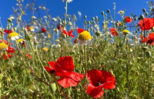 Cortijo Al-Andalus - Foto 51