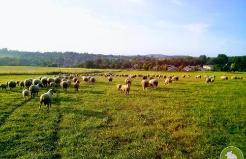Owczarnia Agroturystyka Ekologiczne Gospodarstwo Owczarskie - Foto 80