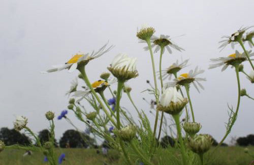 Ferienwohnung Fleur de Lys Urlaub auf Anfrage mit Hund - Foto 41