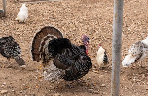 Agriturismo Pozzo Fiorito - Foto 115