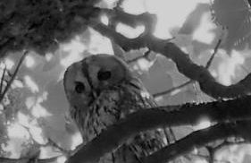 Sunset View one bedroom luxury cottage in an idyllic setting - Foto 42