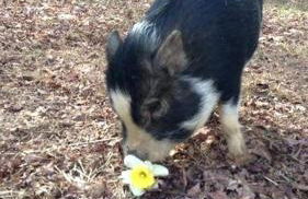 Tranquil Cabin with Hot Tub & Creek Views Near Bass Pro, Kodak Tennessee - Foto 23
