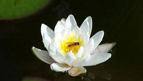 Haus am Sonnenhang - Foto 5