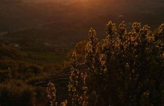 Agriturismo Fattoria Poggio di Fiesole - Foto 20