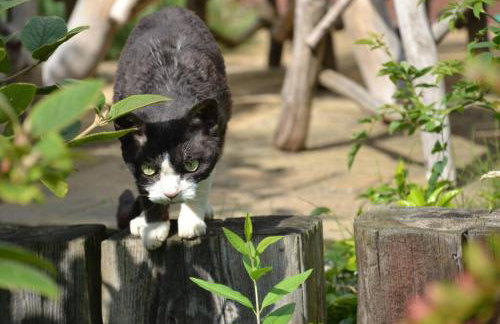 Zielono Mi - Dom Gościnny w Łapalicach - Foto 33