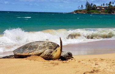 Island Sands 206 - Foto 43