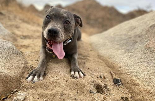 Epic Views, Huge House, Acres of J-Trees to explore, Hot Tub, Pool, AC, and Mini-Golf - Foto 72