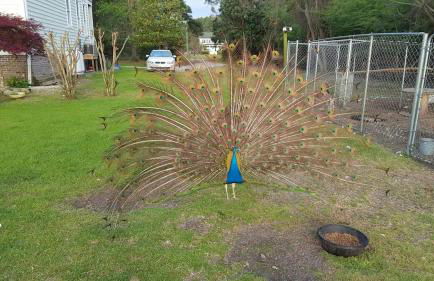 Gloucester House with Sea View - Foto 2