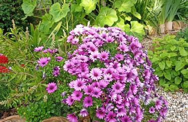 Apartment with a garden view - Foto 14