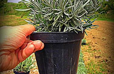 Agriturismo Borgovecchio - Foto 14