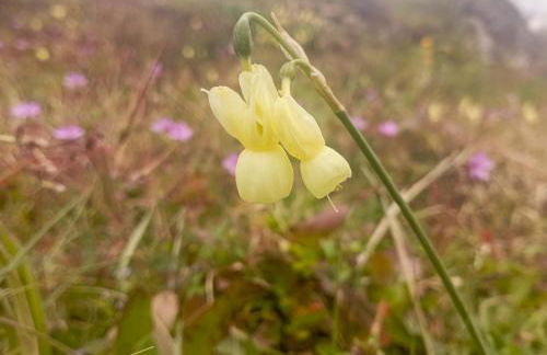 Quinta da Estrela - Foto 65