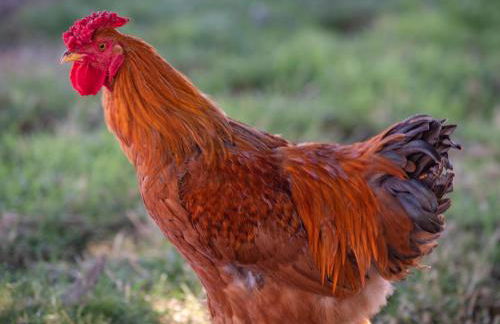 Red Barn Loft - Foto 30