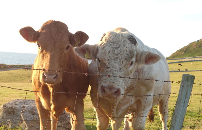 Golygfa'r Cwm - Foto 34