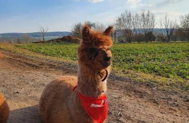 Guest room Rosi free WiFi - Foto 17