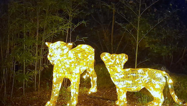 Enchanted Forest Tickets - Photo 2, Visit the Enchanted Forest after dark