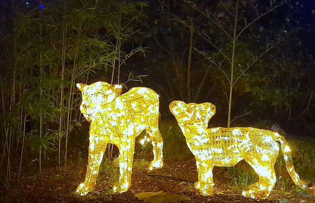 Enchanted Forest Tickets - Foto 12