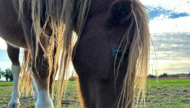 Tenuta Oasi del cavallo - Foto 4