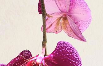 Casa do Maracuja - Foto 46