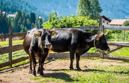 Agritur Ciasa Dò Parè - Foto 19