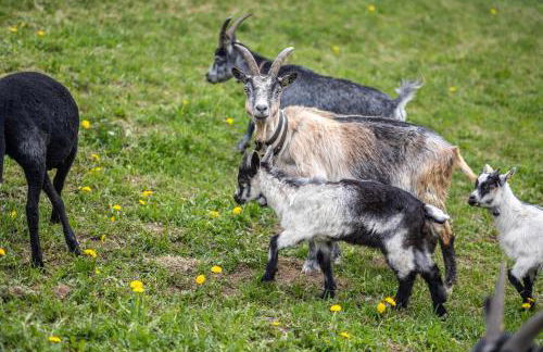 Stoffnerhof Apt Sonnenblume - Photo 44