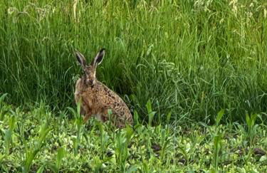 Das Blaue Haus - Foto 12