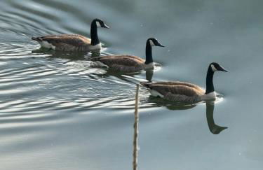 FeWo Kaamter F erkelsmarkt - Foto 2