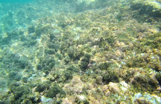 Sea of Eden - Foto 18