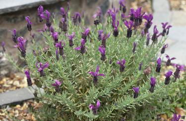 Oak field Cottages Belfast open plan studio stunning & tranquil - Foto 23