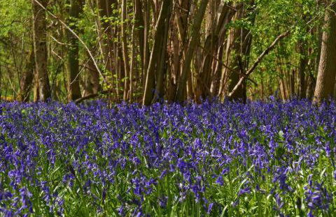 Beautiful Norwegian Lodge in Kippford with Garden - Pass the Keys - Foto 33