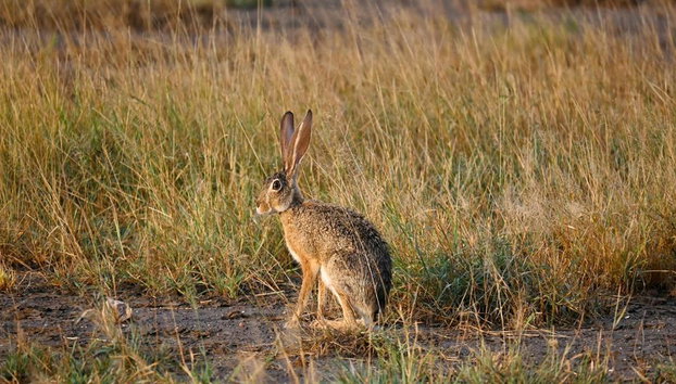 Shirvan National Park: Gazelle Safari and Birdwatching - Full-Day Tour with Optional Village Lunch - Foto 3