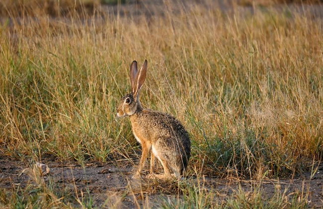 Shirvan National Park: Gazelle Safari and Birdwatching - Full-Day Tour with Optional Village Lunch - Foto 3