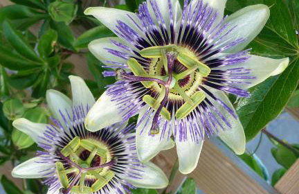 The Boathouse, Kingsbridge - Romantic detached annexe with parking & estuary walk to great pub - Foto 20