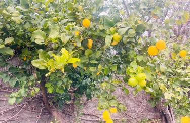 Villa Ennio - Foto 10