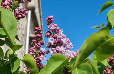 Villa Tona - Foto 43