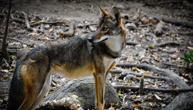 Descobrindo a fauna do Zoomat