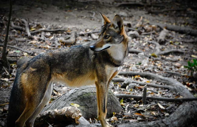 Punti panoramici del Canyon del Sumidero, Zoomat e Cristo di Chiapas - Foto 2